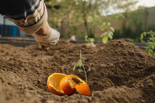 Apelsinų žievelių neišmeskite – paprastas triukas sode duoda netikėtą rezultatą  