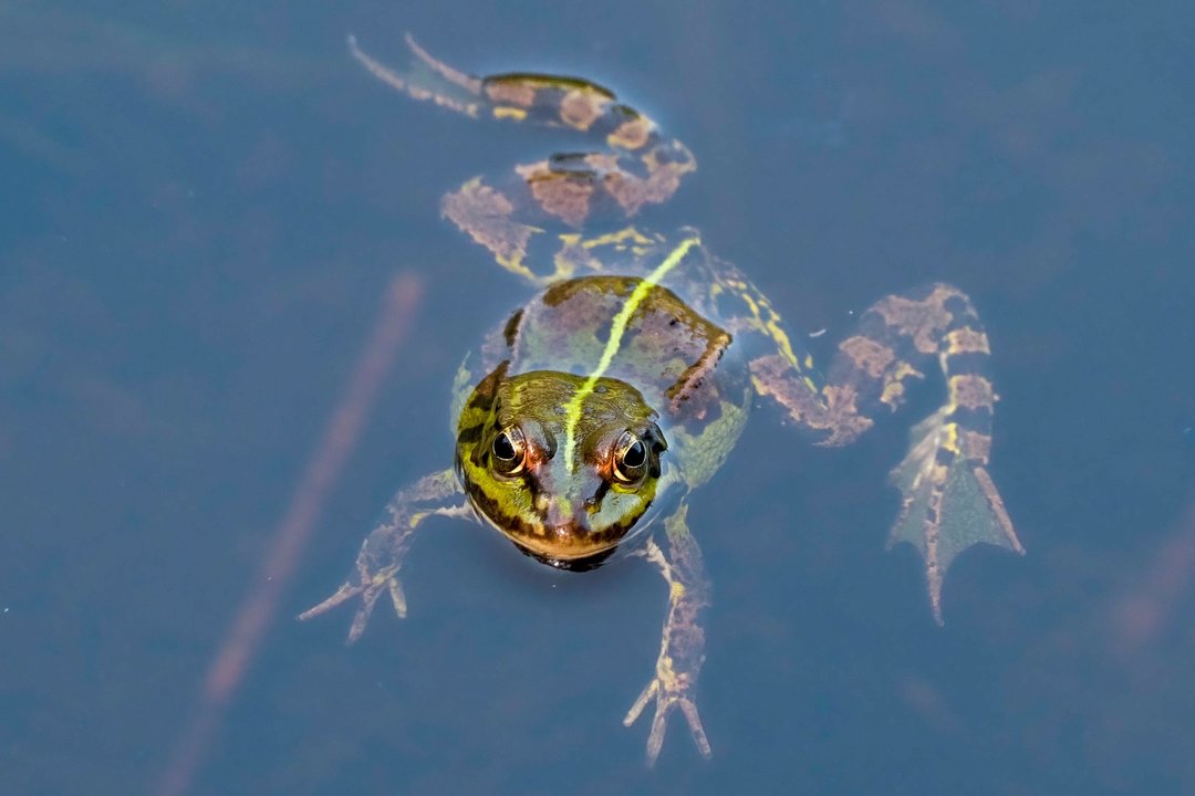 Pasaulis švenčia Varlių dieną – kiek iš šių faktų žinojote apie šiuos nuostabius gyvūnus?
