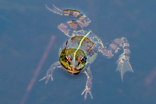 Pasaulis švenčia Varlių dieną – kiek iš šių faktų žinojote apie šiuos nuostabius gyvūnus?