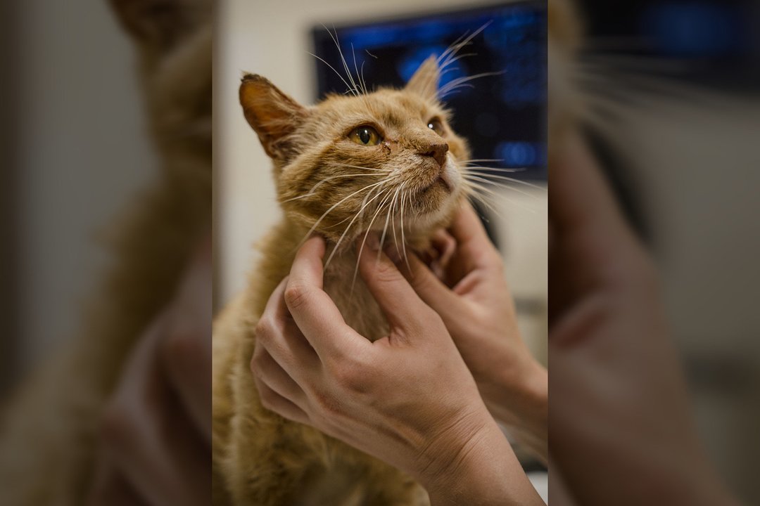 „Naminukai“ buvo priversti skubiai užverti duris: skaudus smūgis pareikalavo aukų