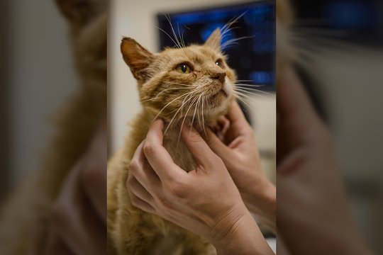 „Naminukai“ buvo priversti skubiai užverti duris: skaudus smūgis pareikalavo aukų