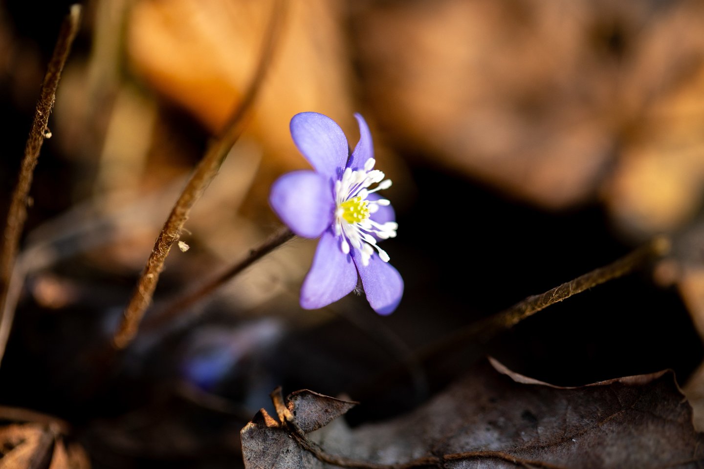 Žibuoklės.<br> ELTA/J. Kalinsko nuotr.