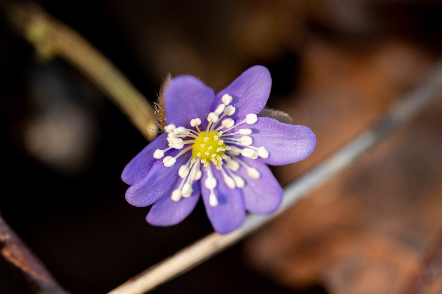 Žibuoklės.<br> ELTA/J. Kalinsko nuotr.