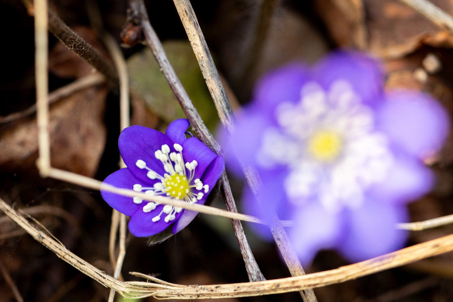 Žibuoklės.<br> ELTA/J. Kalinsko nuotr.