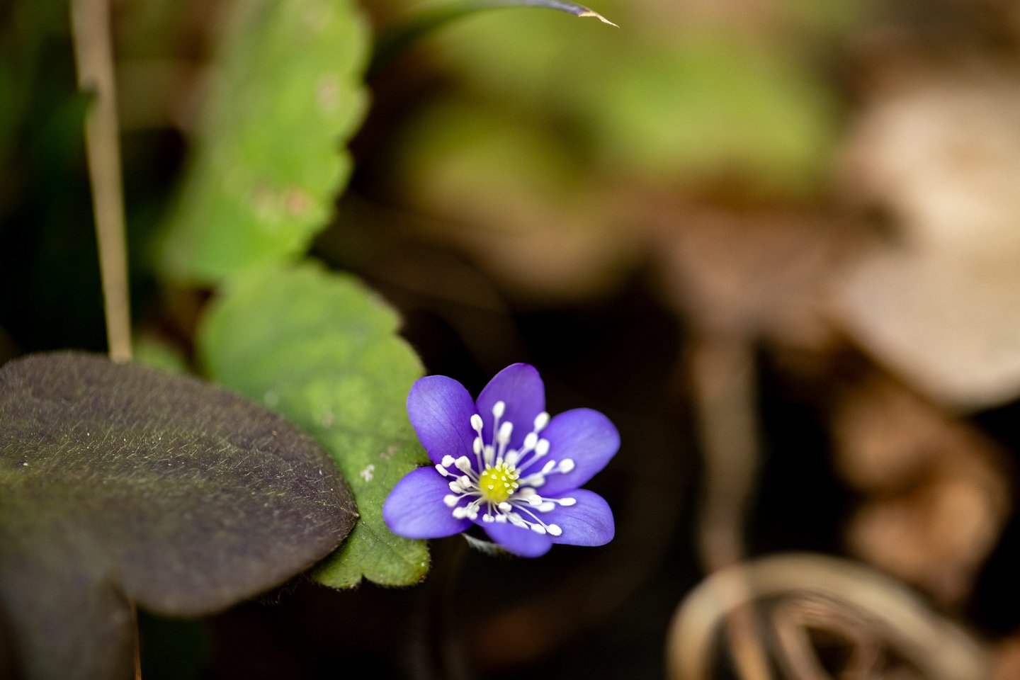 Žibuoklės.<br> ELTA/J. Kalinsko nuotr.