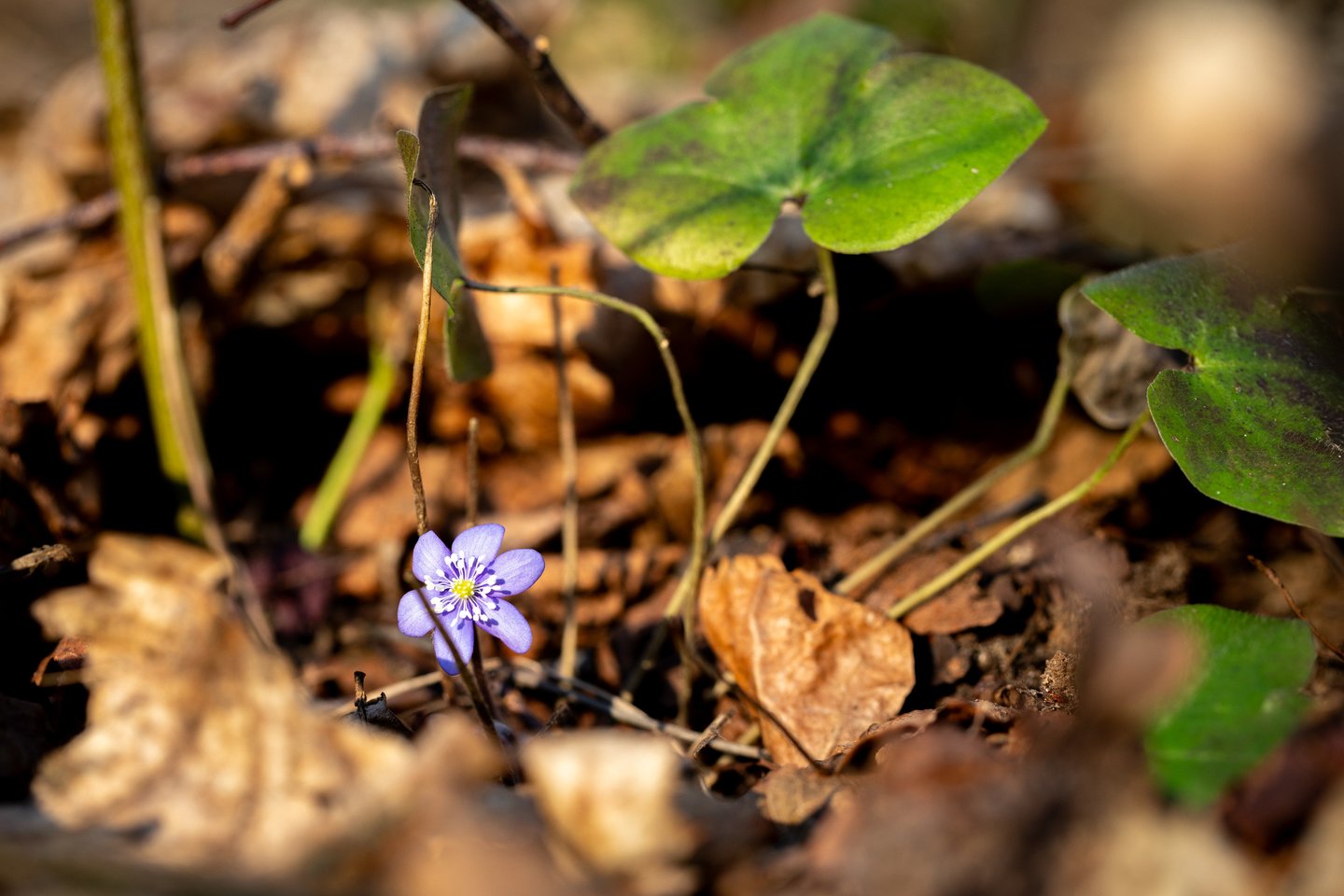 Žibuoklės.<br> ELTA/J. Kalinsko nuotr.