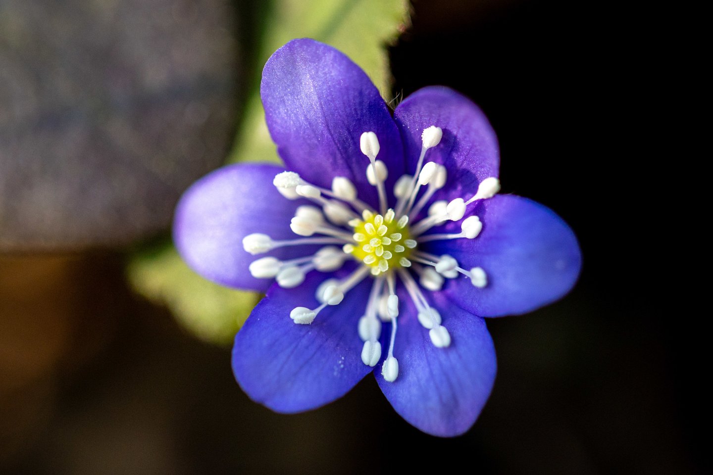 Žibuoklės.<br> ELTA/J. Kalinsko nuotr.