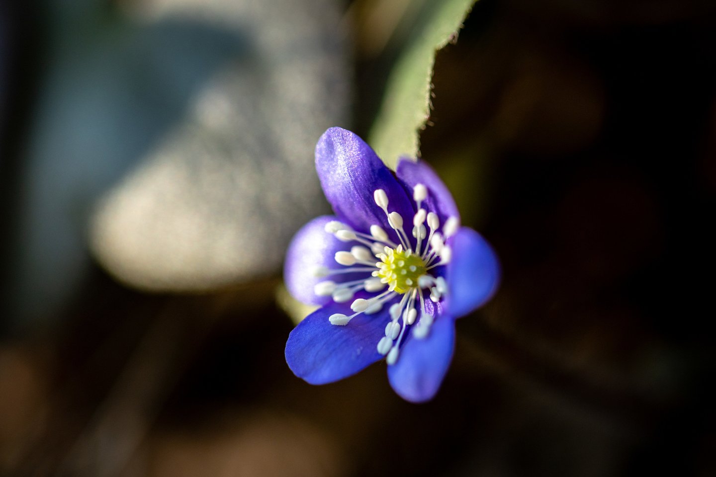 Žibuoklės.<br> ELTA/J. Kalinsko nuotr.