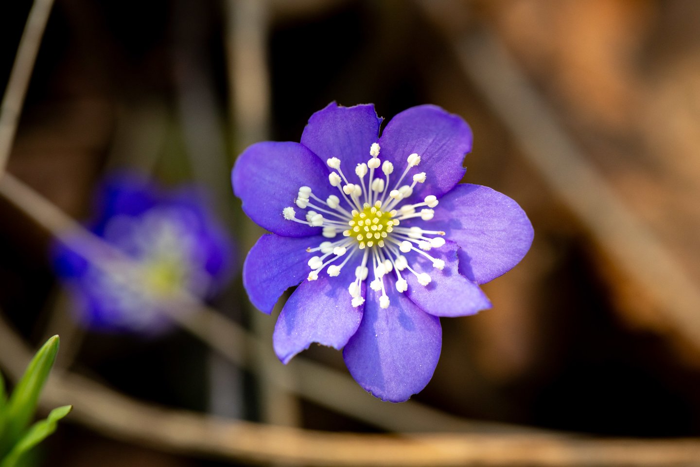 Žibuoklės.<br> ELTA/J. Kalinsko nuotr.