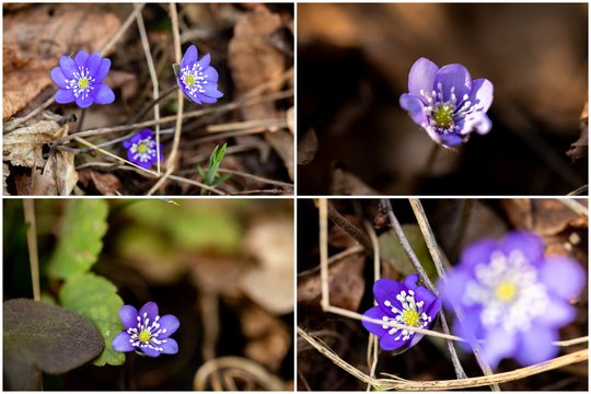 Užfiksavo pirmuosius žibuoklių žiedus Vilniuje: pasigrožėkite pavasariu