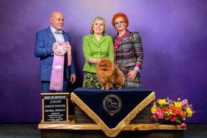 Amerikoje – aukščiausių įvertinimų lietus „Tauro Kennel“ šunims ir veisėjai Janitai J. Plungei