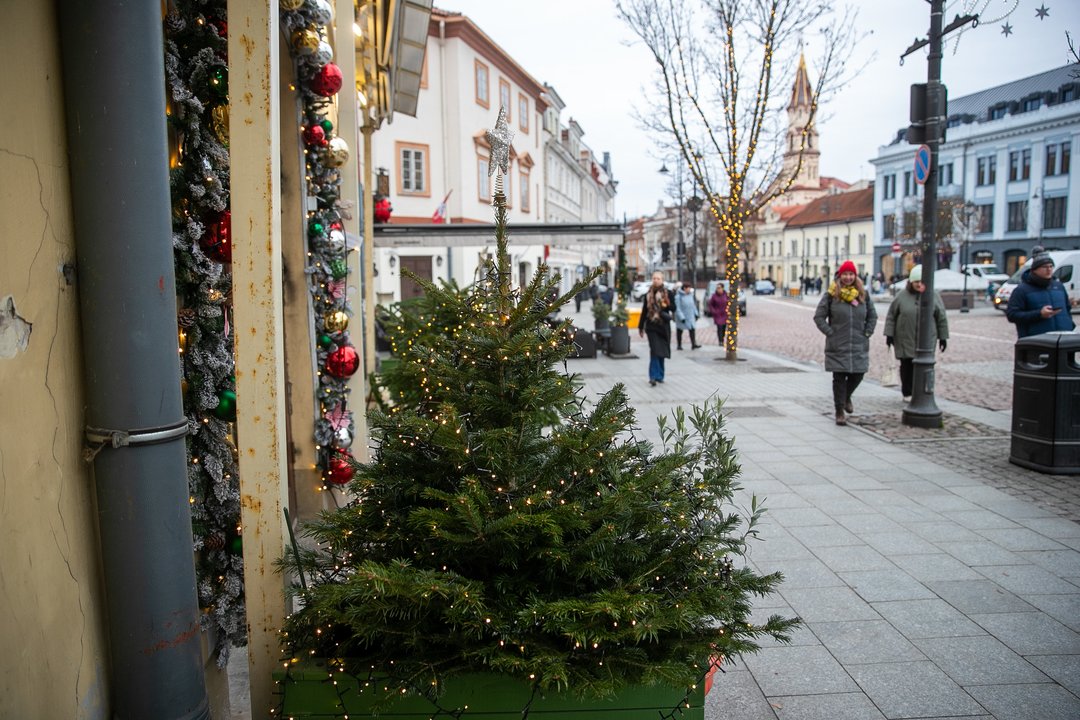 Vilniaus Kalėdų miške gyventojai sodins nuo žiemos švenčių likusias eglutes