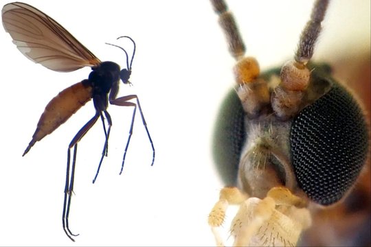 Ne, tai – ne vaisinės muselės: kas iš tiesų apsigyveno jūsų vazonuose?