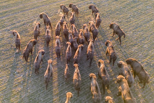 Lenkijoje traukinys partrenkė ir pražudė tris laisvėje gyvenusius stumbrus