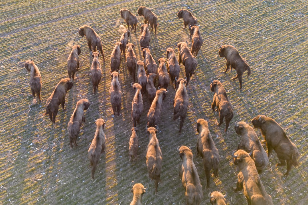Lenkijoje traukinys partrenkė ir pražudė tris laisvėje gyvenusius stumbrus