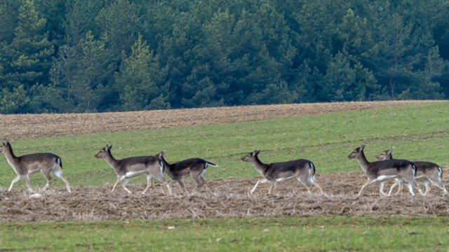 Artimiausių dienų orai: kritulių nenumatoma, bet vietomis teks saugotis rūko ir plikledžio