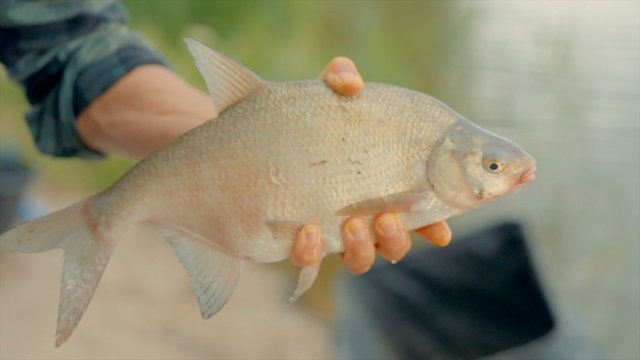 „Šiandien kimba“. Žvejybinės atostogos Rusnės saloje