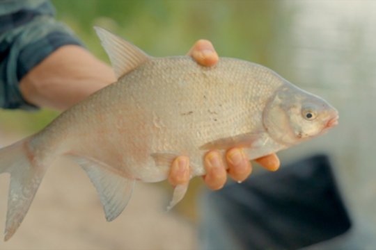 „Šiandien kimba“. Žvejybinės atostogos Rusnės saloje