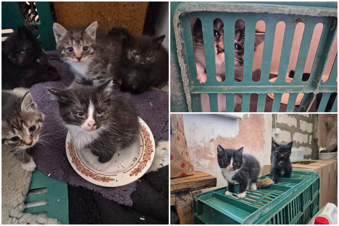 Vaizdas Šalčininkų r. sukrėtė gyvūnų gelbėtojus: padėkite išgelbėti bent kelis katinėlius