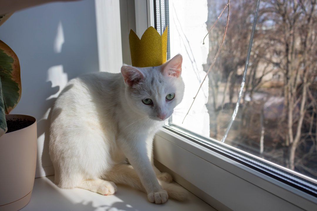 Tyrimas atskleidė, kad šeimininkai išleidžia tūkstančius augintiniams, nors yra priversti veržtis diržus