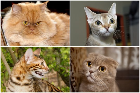 10 blogiausių kačių veislių pradedantiesiems: pateikė priežastis