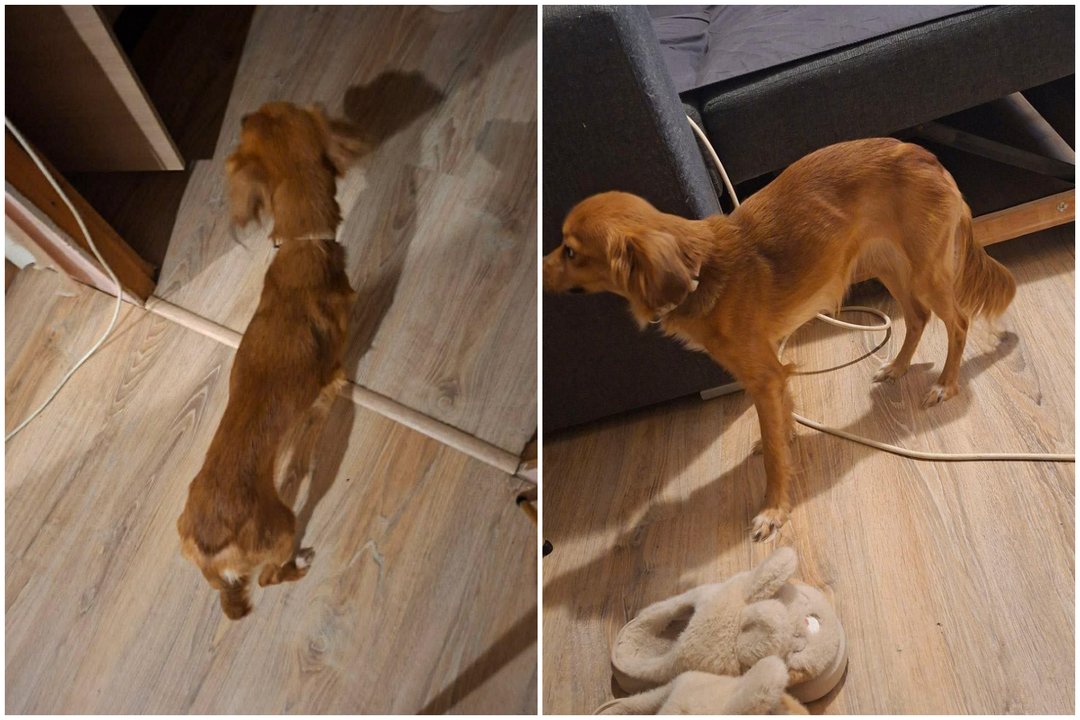 Ypatingas žiaurumas Šiauliuose: šeimininkas šunį marino troškuliu