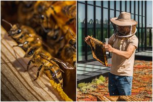 Svarbiausiems pasaulio vabzdžiams – didelės grėsmės: blogi įpročiai galiausiai atsiliepia mums patiems