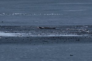 Naujausia informacija apie Varėnos rajone nukritusį droną