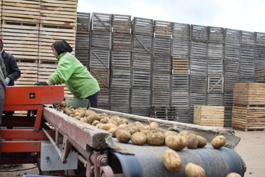 Daržovių augintojai sunerimę: tikisi Vyriausybės veiksmų suvaldant kainų šoką
