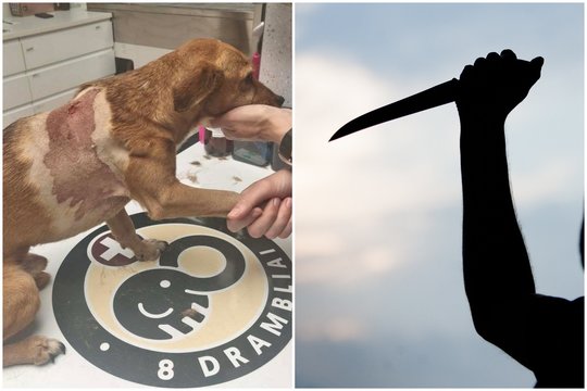 Žvėriškai šunį subadžiusiam Žemaičių Naumiesčio monstrui – nemaloni policijos žinia