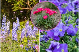 Ką pasėti ankstyvą pavasarį, kad sodas žydėtų visą vasarą: 3 patikrinti augalai