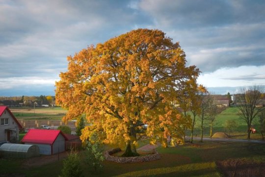 Medžių „Eurovizijoje“ – Lietuvos pergalė: galiūnas ąžuolas pelnė Europos metų medžio titulą