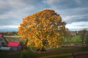 Medžių „Eurovizijoje“ – Lietuvos pergalė: galiūnas ąžuolas pelnė Europos metų medžio titulą