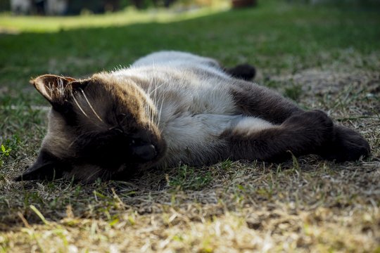 Kelmėje rastas negyvas katinas su šautine žaizda