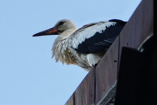 Lietuviai gandrus stebi kitaip nei anksčiau: kas pasikeitė?