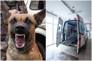 Žiaurus vilkinio šuns išpuolis Ukmergėje: vijosi vaiką, sukandžiojo senjorą ir jo augintinį