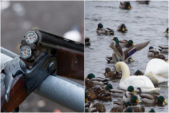 Šančiuose prie Nemuno į paukščius šaudęs kaunietis – „spalvinga“ asmenybė: teistas net 18 kartų