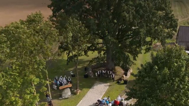 Žemaitijoje žydintis medis tapo visos Europos pažiba: už šio ąžuolo slypi gili istorija ir vieninga bendruomenė