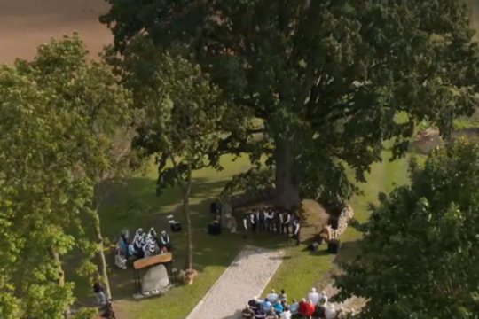 Žemaitijoje žydintis medis tapo visos Europos pažiba: už šio ąžuolo slypi gili istorija ir vieninga bendruomenė