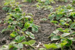 Pavasarinė braškių priežiūra: 10 g po krūmu – ir derlius gali būti 3 kartus didesnis