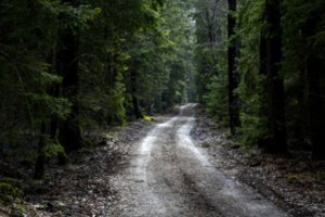 Svarbi žinia – miškuose įsigaliojo svarbūs ribojimai: yra vos kelios išimtys