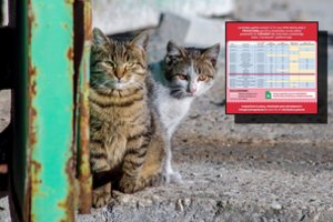 Surinko visus duomenis apie prieglaudas: skaičiai atskleidė ir nemalonią realybę