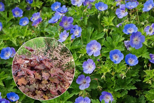 Nebereikia ravėti: šios gėlės pačios išstumia piktžoles iš jūsų sodo