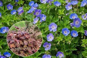 Nebereikia ravėti: šios gėlės pačios išstumia piktžoles iš jūsų sodo