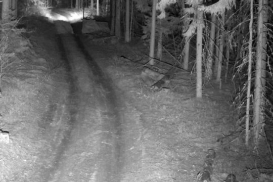 Rekordinis nelegalių migrantų bandymas patekti į Lietuvą: bandė nematytą būdą