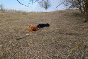 Pievoje – sukrečiantis vaizdas: mėtosi galvijų gaišenos ir kaulai