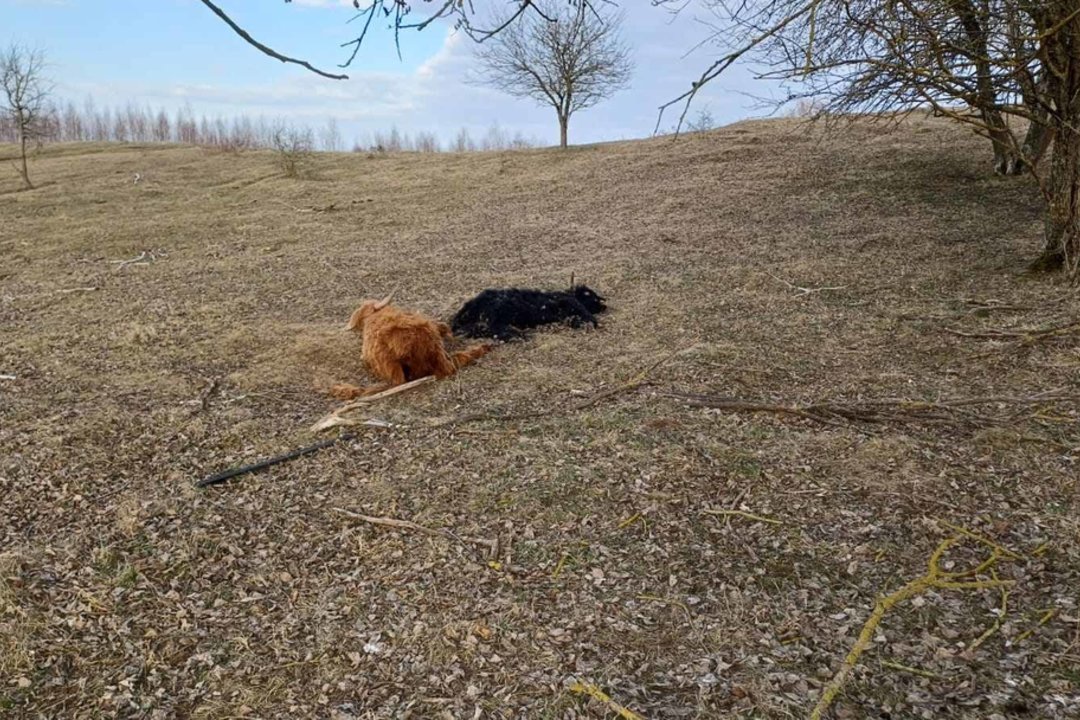 Pievoje – sukrečiantis vaizdas: mėtosi galvijų gaišenos ir kaulai