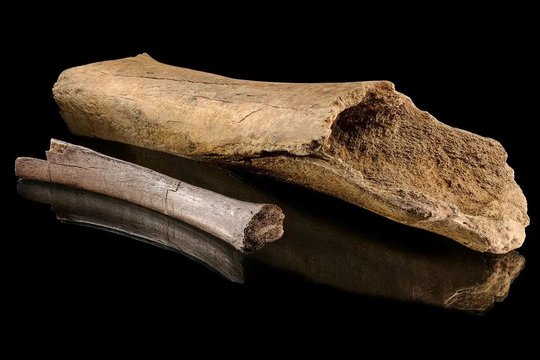 Senoviniai kaulai atskleidžia vaizdingą neandertaliečių medžioklės sceną