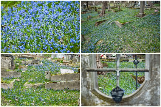 Bernardinų kapinėse – kvapą gniaužiantys vaizdai: pražydo mėlynų žiedų jūra