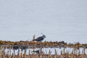 „Žinovų klubo“ testas. Ką žinote apie Lietuvos gyvenvietes iš J ir L raidžių?